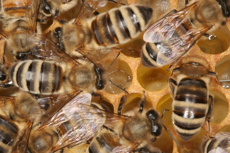 Ammenbienen bei der Arbeit Ammenbienen bei der Arbeit